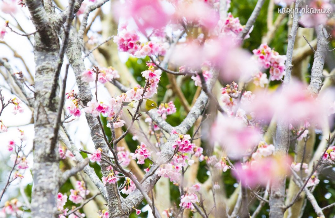 沖縄の桜は緋寒桜ヒカンザクラか寒緋桜カンヒザクラどっちか 西崎波公園 インフルエンシャル沖縄