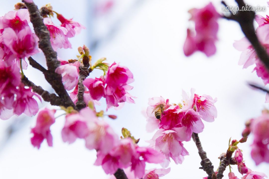 沖縄の桜は緋寒桜ヒカンザクラか寒緋桜カンヒザクラどっちか 西崎波公園 インフルエンシャル沖縄